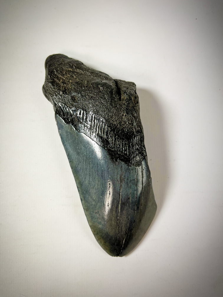 Dente di Megalodon "Displaced Prehistory" (USA) - 12,9 cm