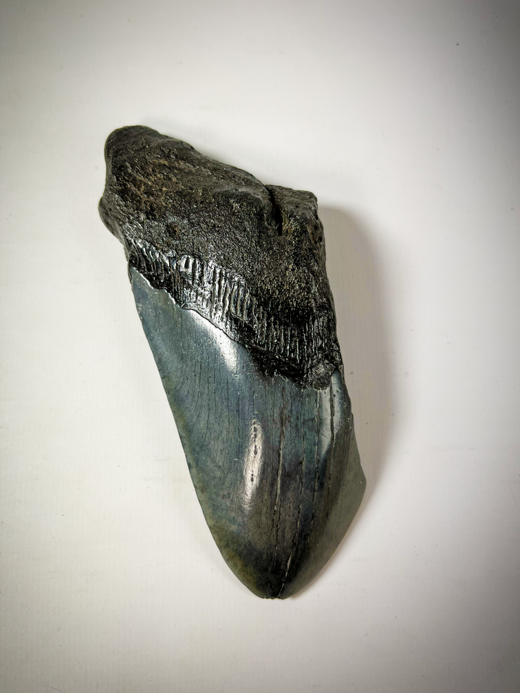 Megalodon Tooth "Displaced Prehistory" (US) - 12.9 cm