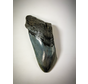 Dent de mégalodon "Bleu" " Displaced Prehistory " (US) - 12,9 cm (5,08 in)