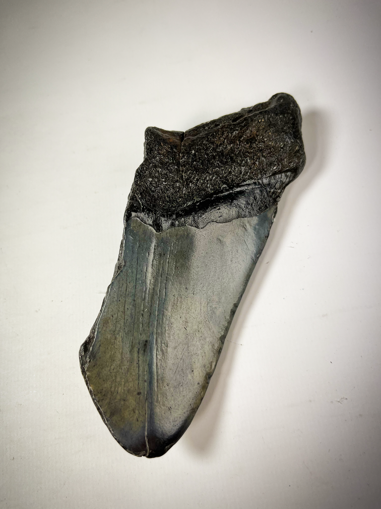 Dente di Megalodon "Displaced Prehistory" (USA) - 12,9 cm