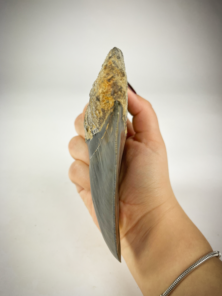 Dente di Megalodon "nero" 'Dark Mist' (Indonesia) - 13,1 cm (5,16 in)