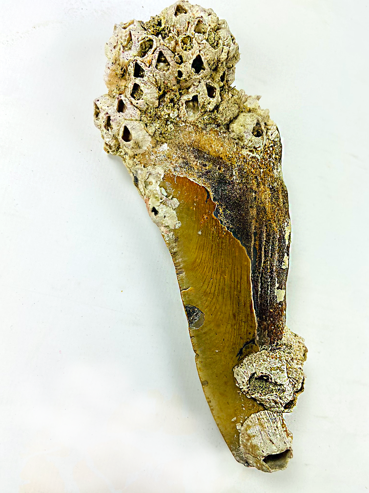 Megalodon-Zahn "Time Descent" (USA) - 15,5 cm