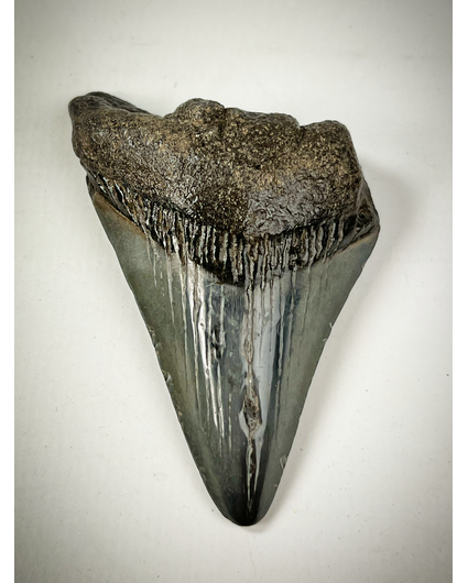 Dente di Megalodon 'Blu' " Paladin's Pendant" (USA) - 6,6 cm (2,60 in)