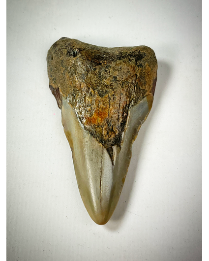 'Grey' Megalodon tooth "The Carnivore" (US) - 6.9 cm (2.68 inches)