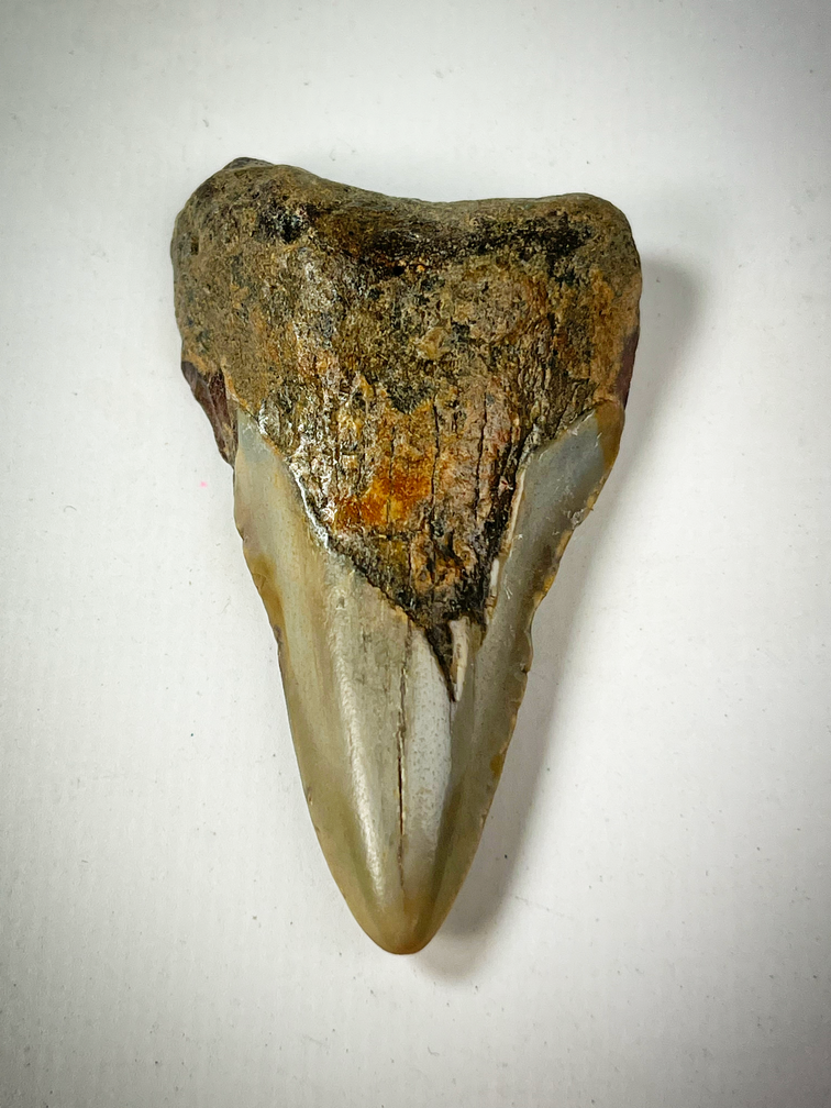 Dente di Megalodon 'Grigio' "The Carnivore" (USA) - 6,9 cm (2,68 pollici)