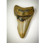 Megalodon tooth "The Predator" (US) - 8.8 cm