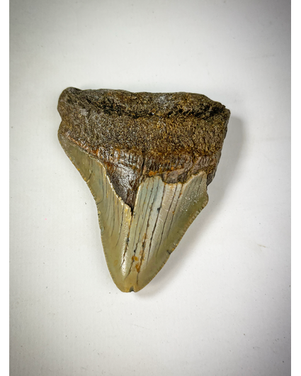 Graue Megalodon-Zahn "The Deformed" (US) - 7,2 cm (2,83 Zoll)
