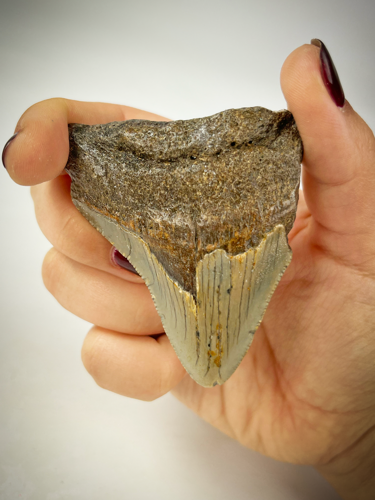 'Grijze' Megalodon tand "The Deformed"  (VS) - 7,2 cm (2,83 inch)