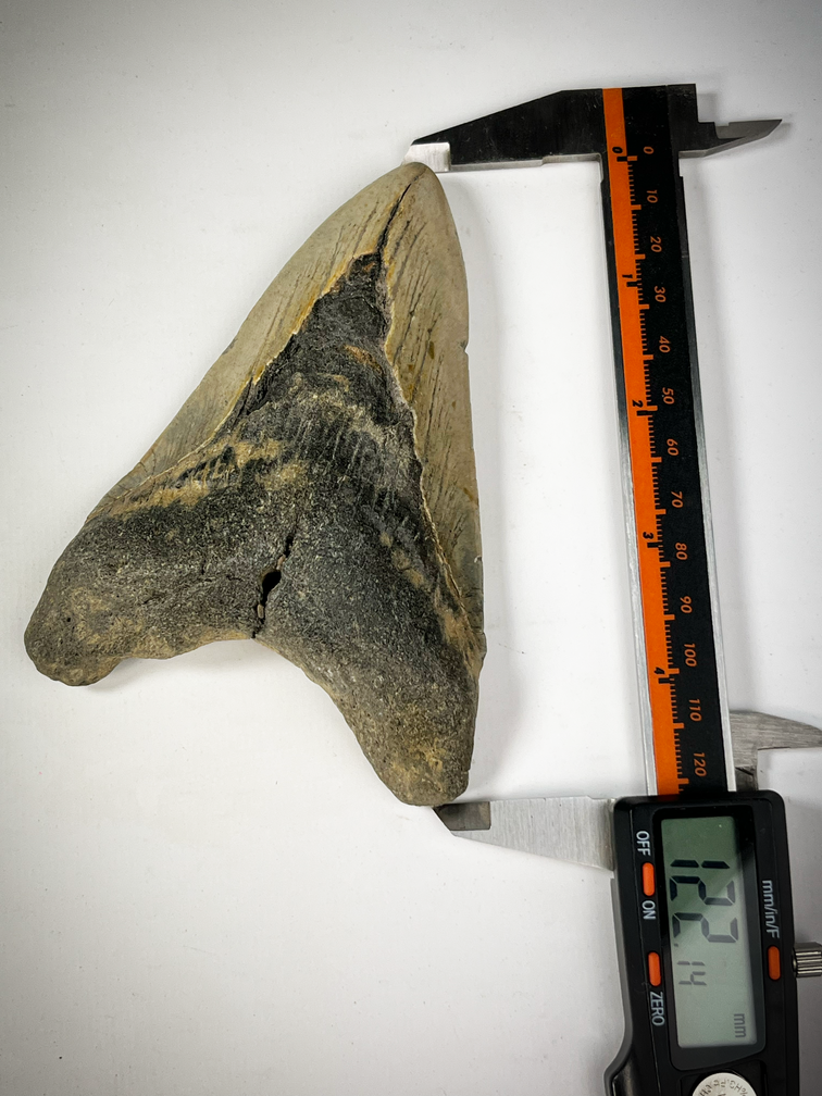 Dente di Megalodon "The Cave" (USA) - 12,2 cm