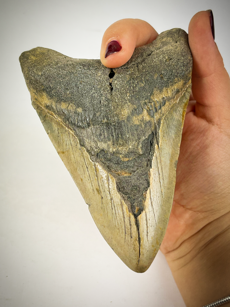 "Grey" Megalodon tooth "The Cave" (US) - 12.2 cm (4.80 in)