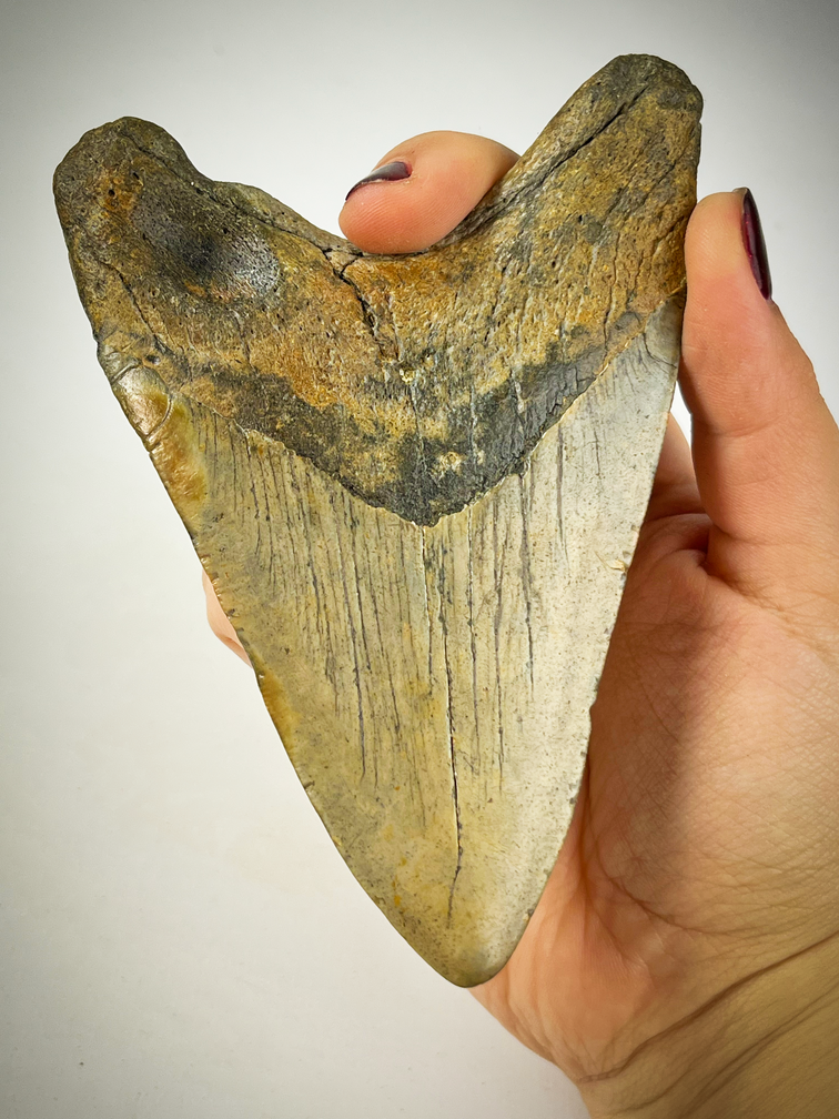 "Graue" Megalodon-Zahn "The Cave" (US) - 12,2 cm (4,80 in)