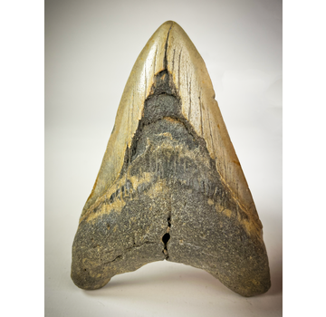Megalodon tand "The Cave" (US) - 12,2 cm
