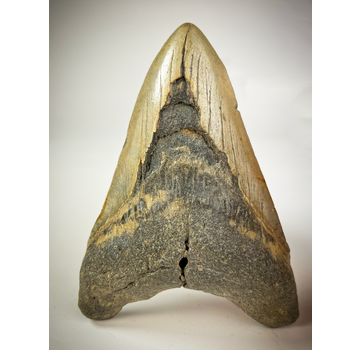 Megalodon tooth "The Cave" (US) - 12.2 cm