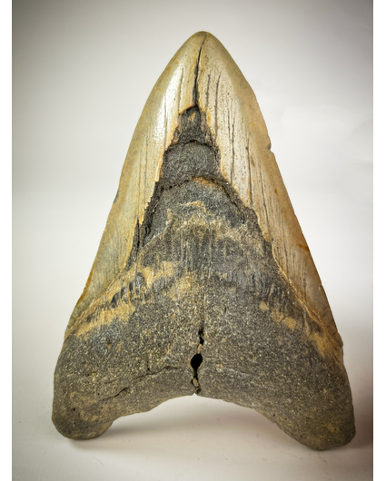 Megalodon tooth "The Cave" (US) - 12.2 cm