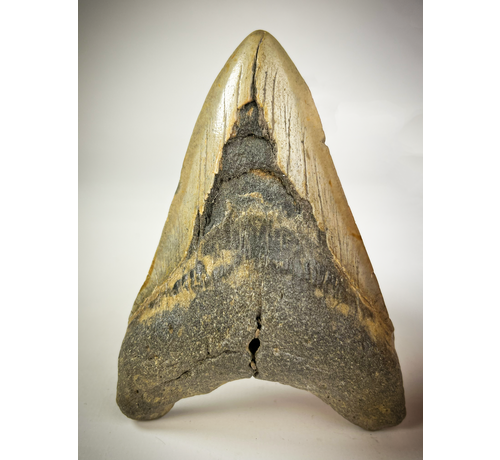 Dent de mégalodon "The Cave" (US) - 12.2 cm