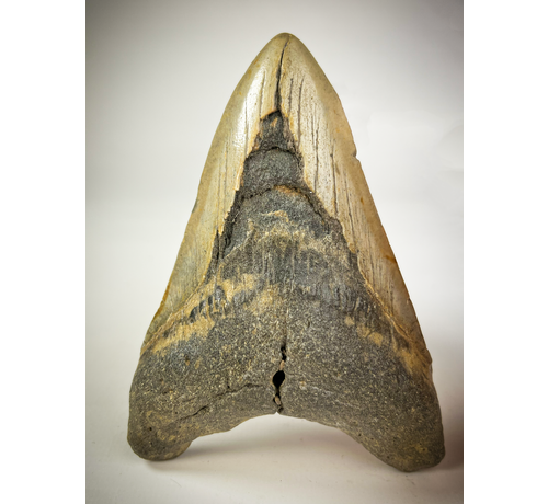 Dente di Megalodon "Grigio" "The Cave" (USA) - 12,2 cm (4,80 in)