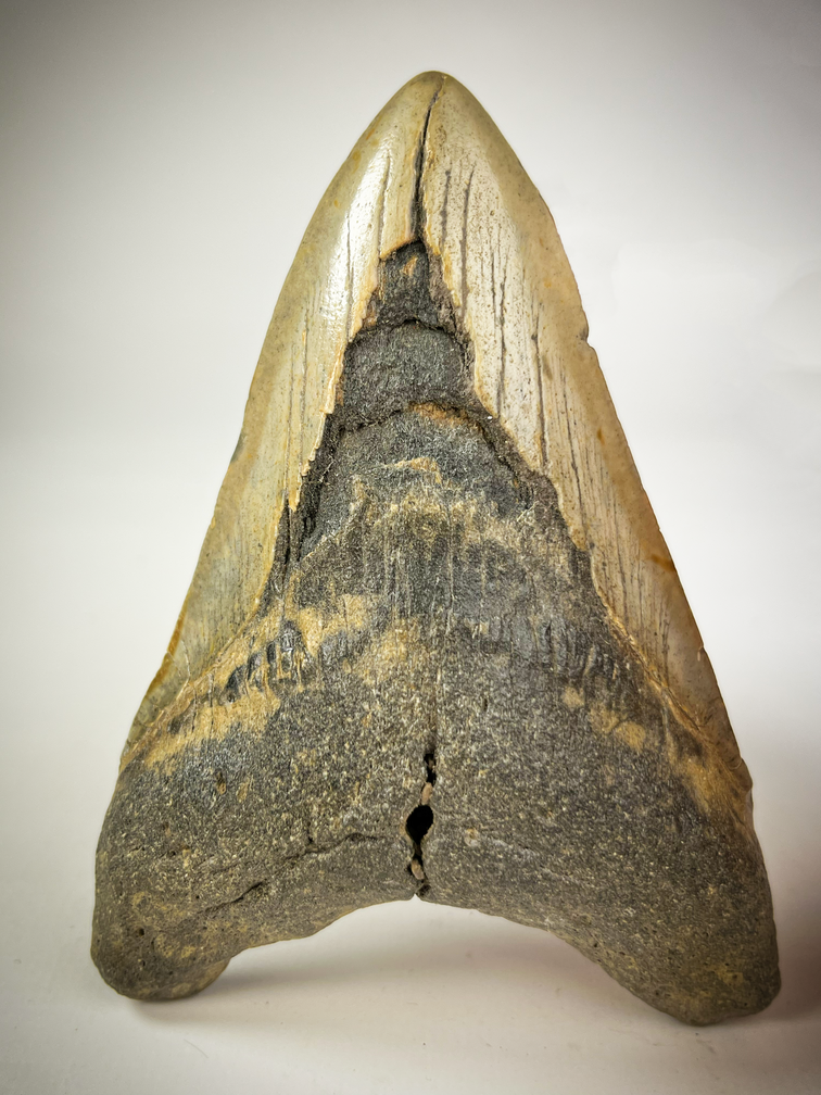 Dent de mégalodon "The Cave" (US) - 12.2 cm