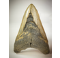 Dente di Megalodon "Grigio" "The Cave" (USA) - 12,2 cm (4,80 in)