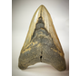 Megalodon tand "The Cave" (US) - 12,2 cm