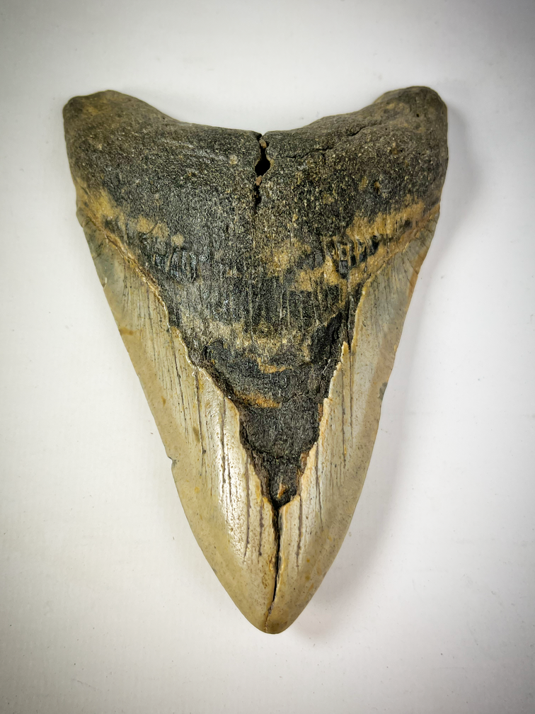 Megalodon-Zahn "The Cave" (US) - 12,2 cm