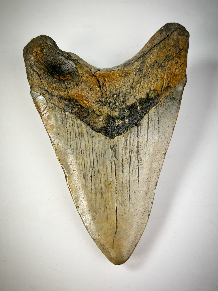 Dente di Megalodon "The Cave" (USA) - 12,2 cm