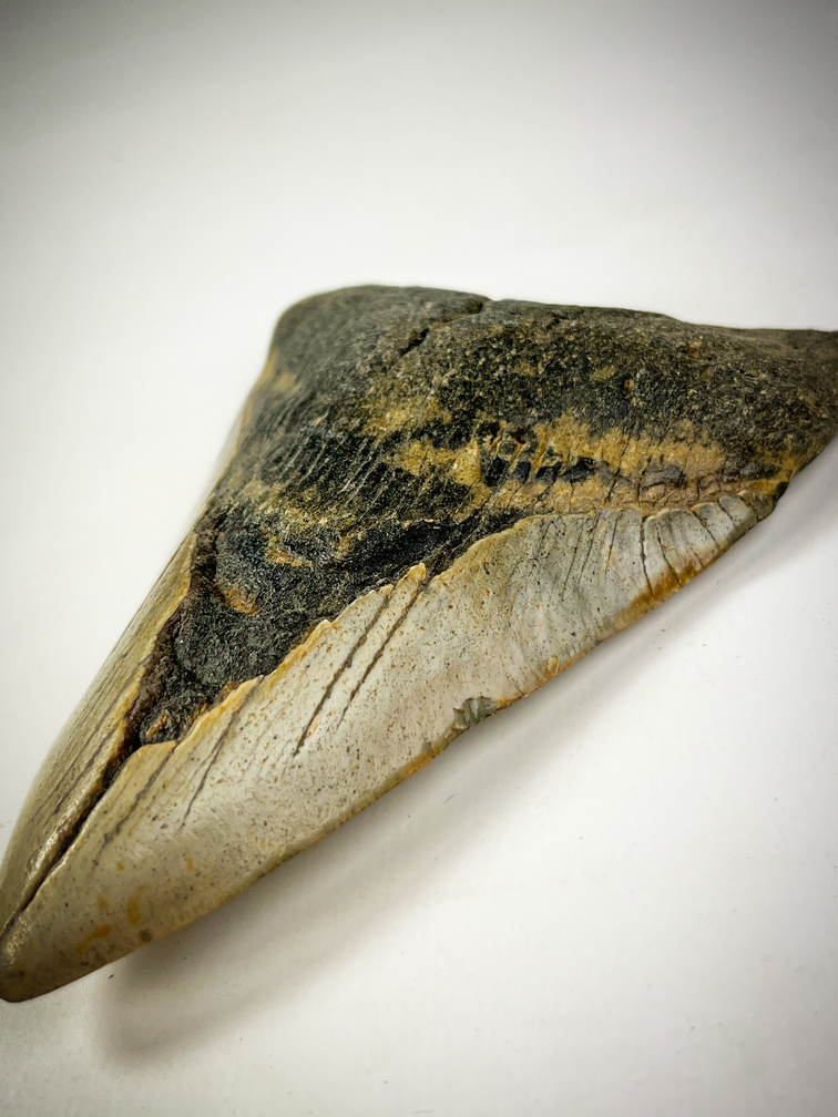 "Grijze" Megalodon tand "The Cave" (US) - 12,2 cm (4,80 inch)