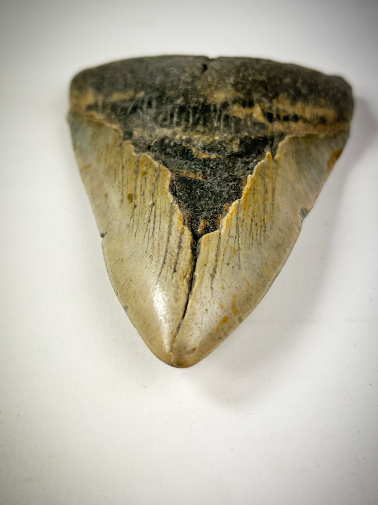 Megalodon-Zahn "The Cave" (US) - 12,2 cm