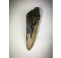 "Grey" Megalodon Tooth "Titan's Breath" (US) 13.8 cm (5.43 in)