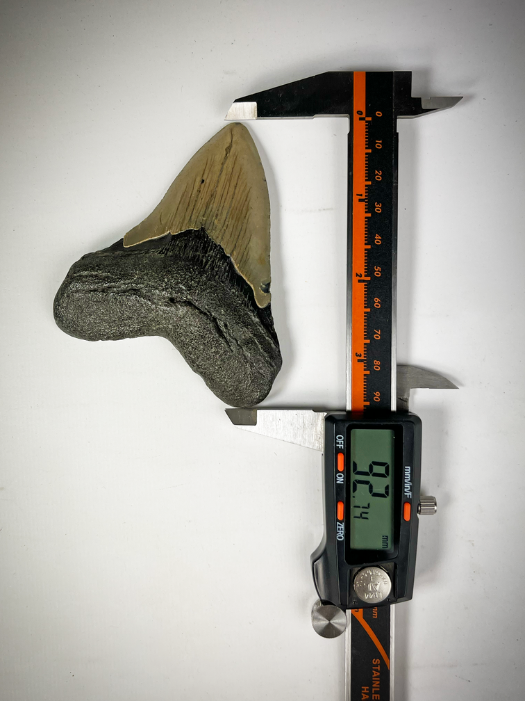 "Beige" Megalodon-Zahn "Sword of Light" (US) 9,2 cm (3.62 in)