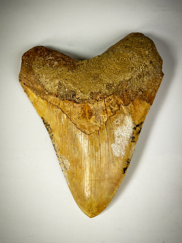 "Red" Megalodon Tooth "Creature of Light" (Indonesia) 13.2 cm (5.20 in)