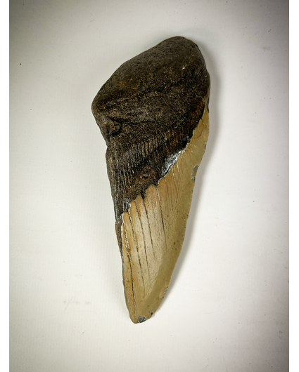 "Grey" Megalodon tooth "New Born" (US) - 14.3 cm (5.63 inches) 50% Tooth