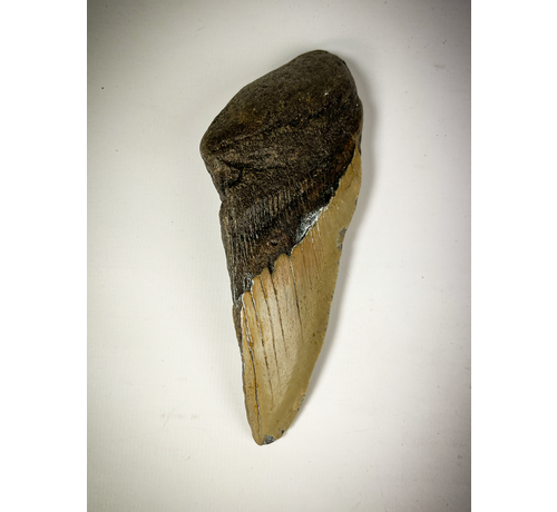 Dent de Megalodon "Gris" "New Born" (US) - 14.3 cm (5.63 inches) 50% Dent