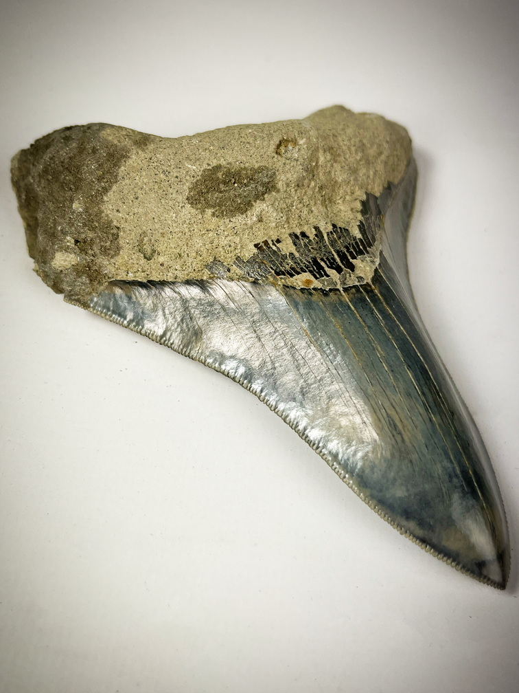 Dente di Megalodon "Blu" "Sharp Edge" (Indonesia) - 12 cm (4,72 pollici)