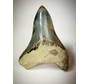 Dent de Megalodon "Bleu" "Sharp Edge" (Indonésie) - 12 cm (4.72 inches)