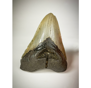 Dent de Megalodon "The Carved" (US) - 10.9 cm