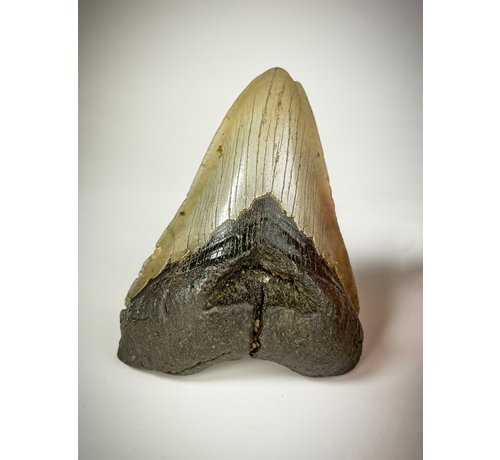 "Grijze" Megalodon tand "The Carved" (VS) - 10,9 cm (4,29 inch)