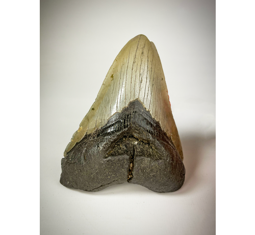 Megalodon tooth "The Carved" (US) - 10.9 cm