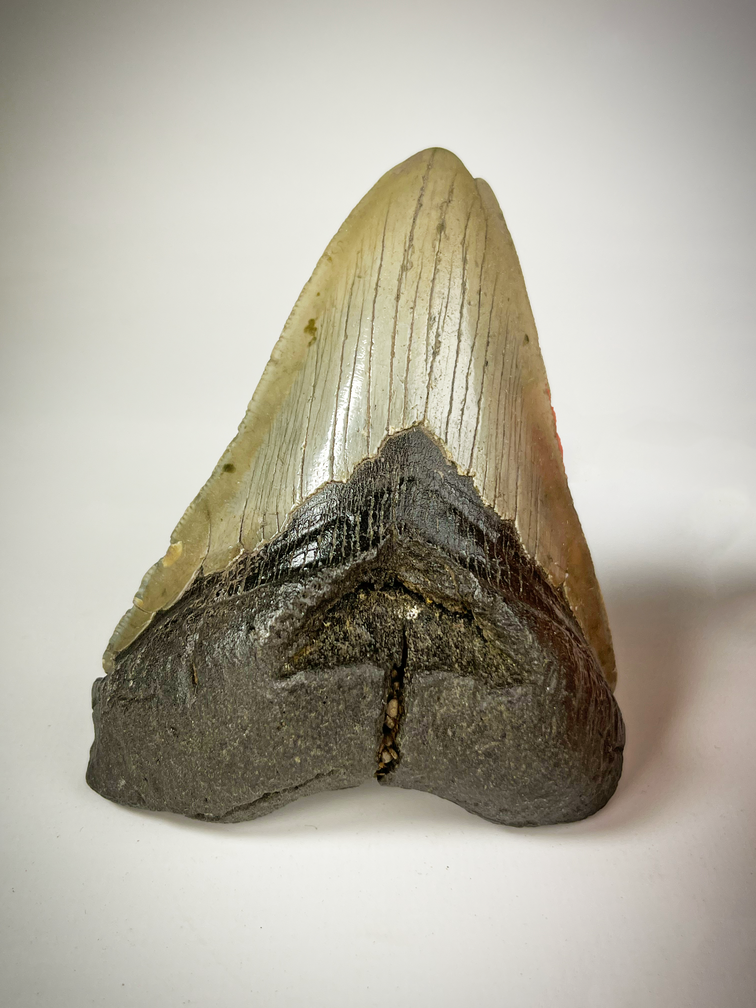 Megalodon tooth "The Carved" (US) - 10.9 cm
