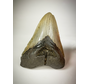 Dent de Megalodon "The Carved" (US) - 10.9 cm