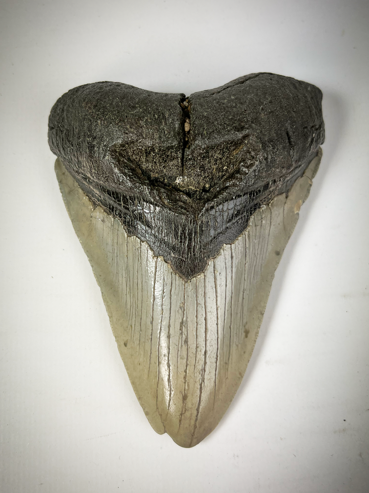 Megalodon tooth "The Carved" (US) - 10.9 cm