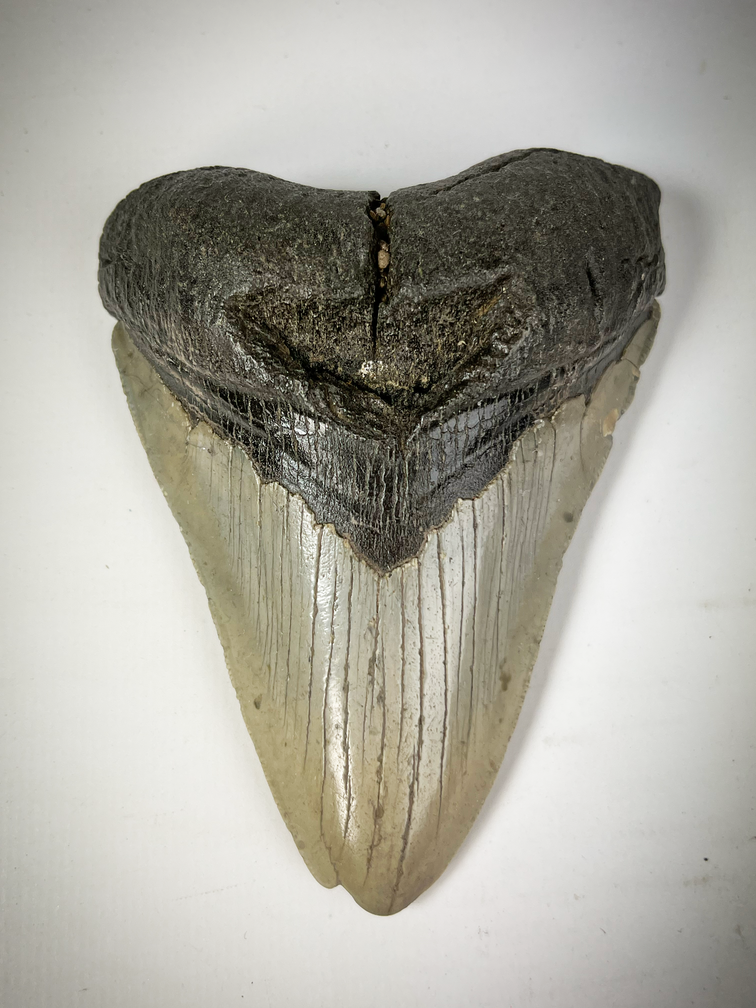 Megalodon-Zahn "The Carved" (US) - 10,9 cm