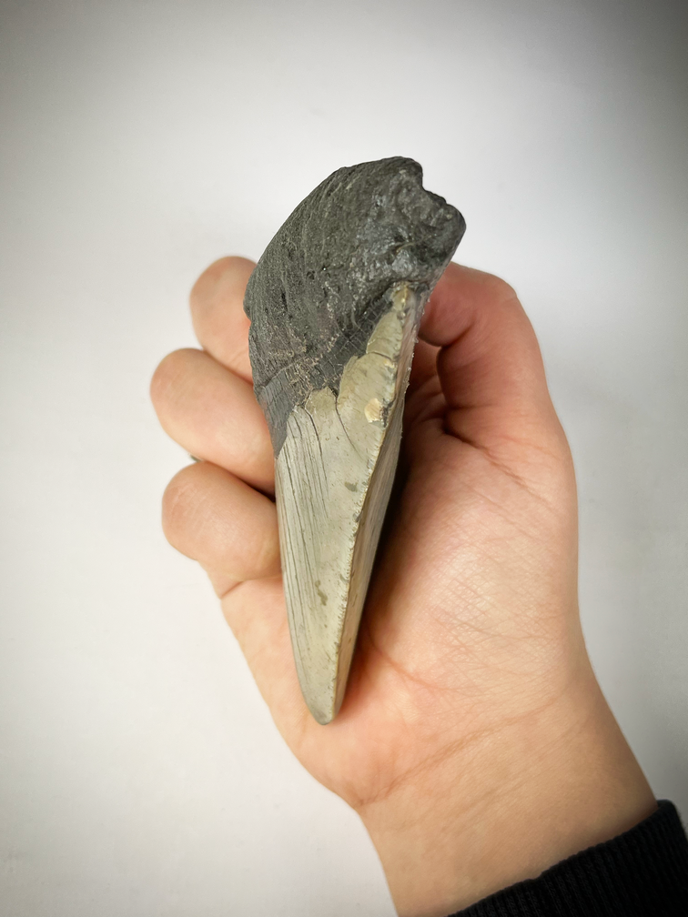 "Grijze" Megalodon tand "The Carved" (VS) - 10,9 cm (4,29 inch)