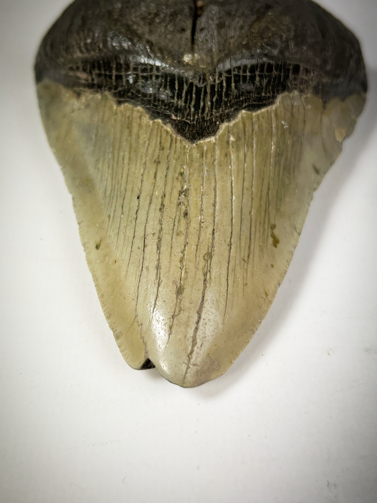 "Grey" Megalodon tooth "The Carved" (US) - 10.9 cm (4.29 inches)