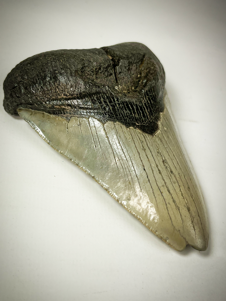 Megalodon tooth "The Carved" (US) - 10.9 cm