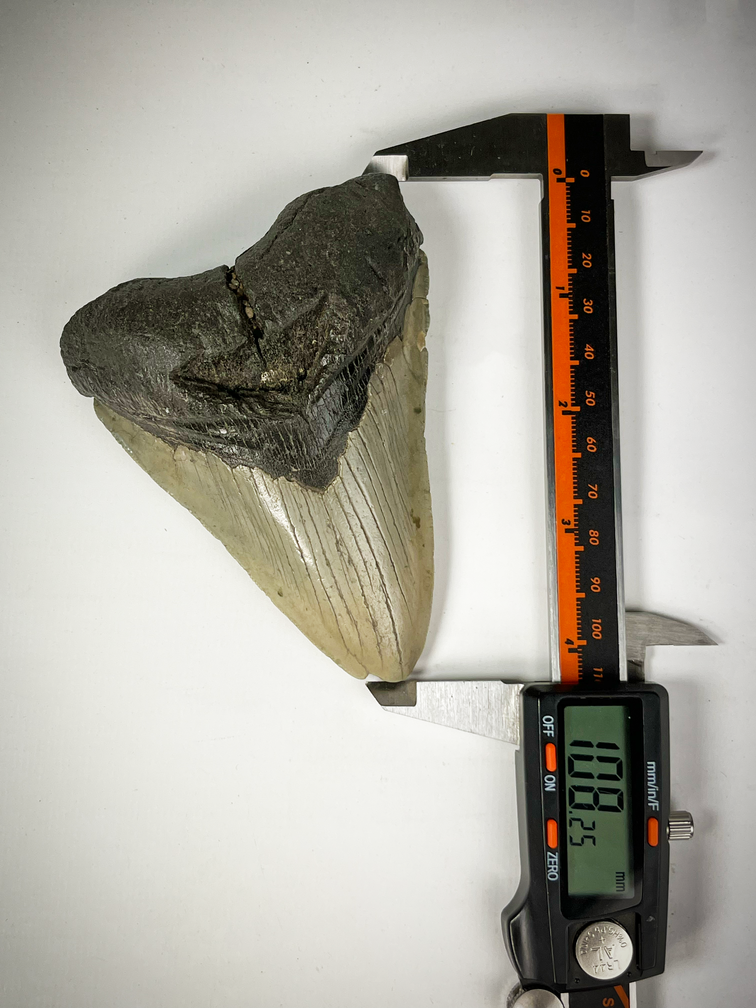 Megalodon tooth "The Carved" (US) - 10.9 cm