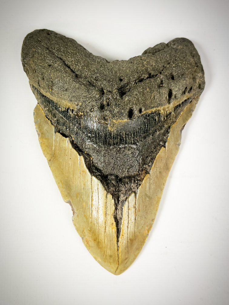 Megalodon tooth "The EarthQuake" (US) - 13.3 cm