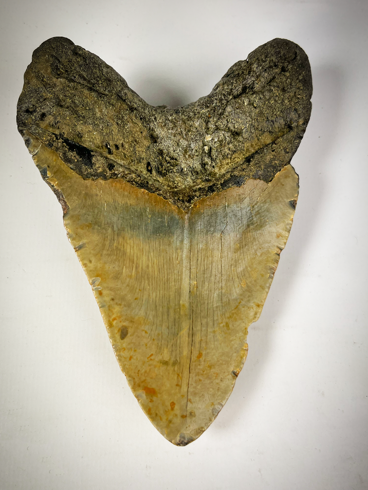 Dente di Megalodon "The EarthQuake" (USA) - 13,3 cm