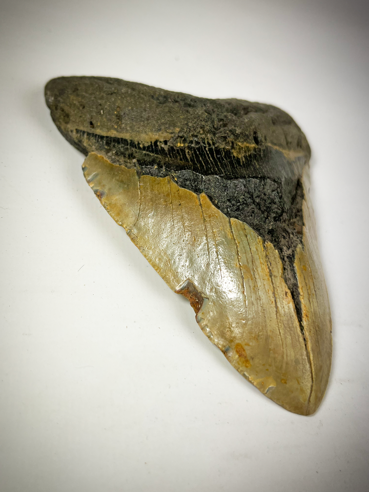 Megalodon tooth "The EarthQuake" (US) - 13.3 cm