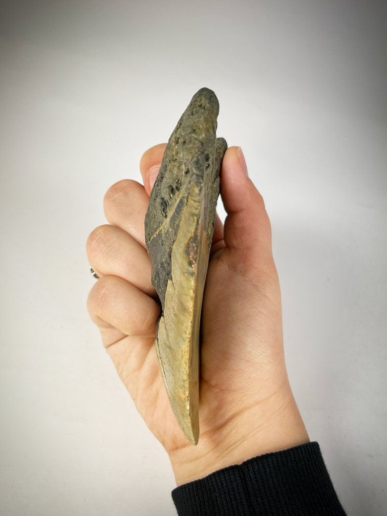 Megalodon tooth "The EarthQuake" (US) - 13.3 cm