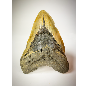 Dent de Megalodon "The EarthQuake" (US) - 13.3 cm